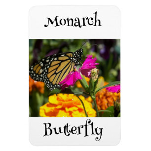 Ímã Borboleta Monarca