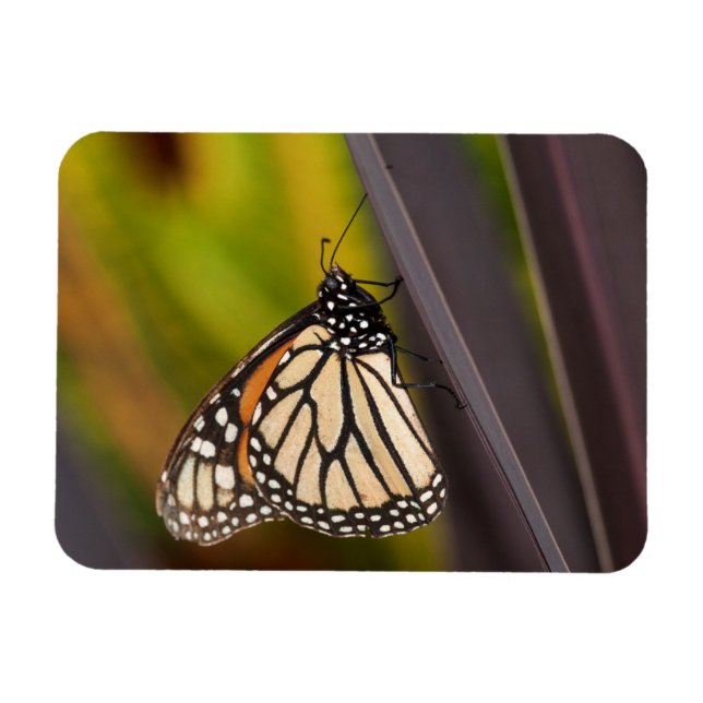 Ímã Borboleta Monarca em Agave (Horizontal)