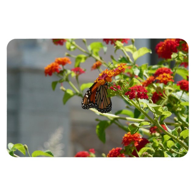 Ímã Borboleta Monarca no Arbusto de Borboleta Vermelho (Horizontal)