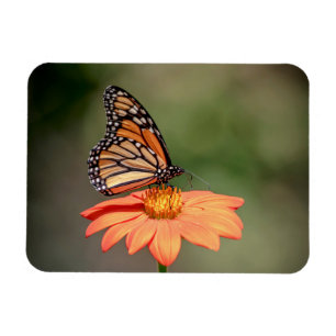 Ímã Borboleta Monarca numa flor de laranja