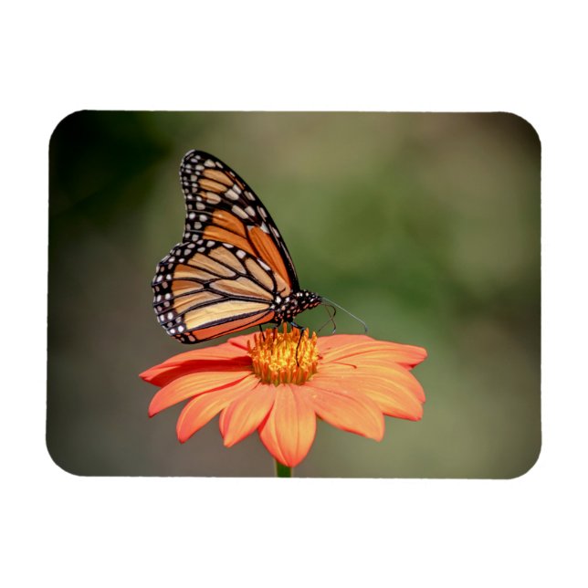 Ímã Borboleta Monarca numa flor de laranja (Horizontal)