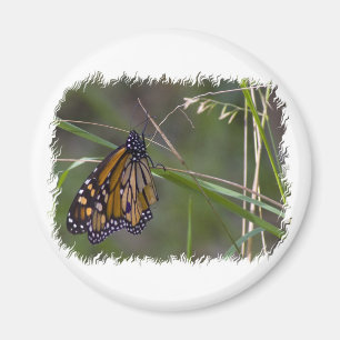 Imã Borboleta Monarch na Grama