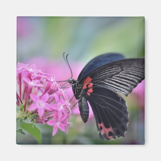 Imã Borboleta na flor (Frente)