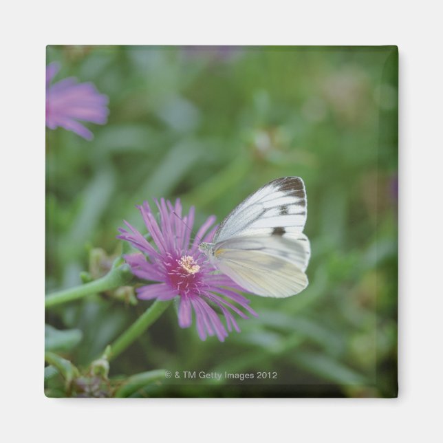 Imã Borboleta na flor (Frente)