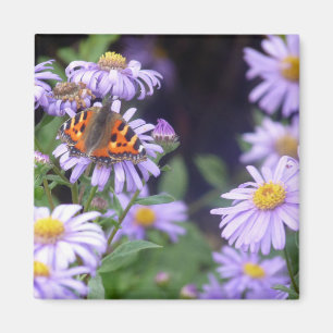 Imã Borboleta Nas Flores