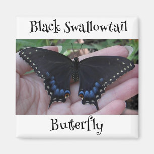 Imã Borboleta Negra