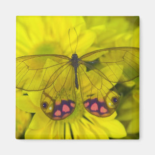 Imã Borboleta no Amarelo