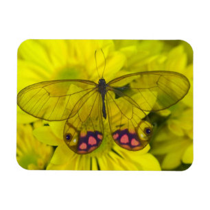 Ímã Borboleta no Amarelo