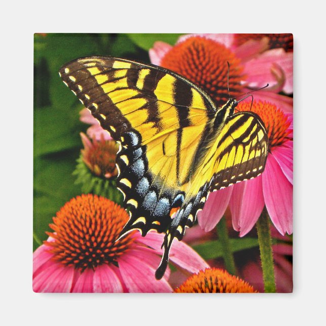 Imã Borboleta no Flor v22 Magnet (Frente)