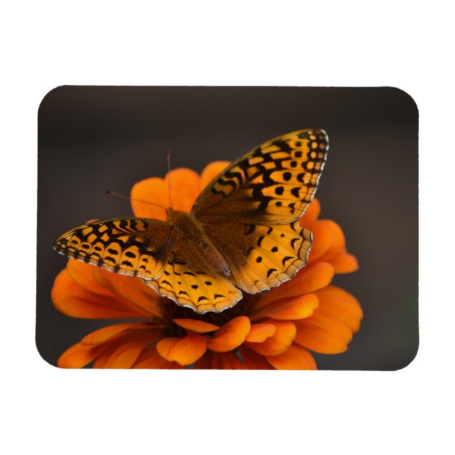 Ímã Borboleta No Magnet Da Zinnia (Horizontal)