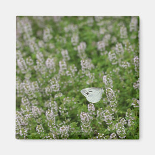 Imã Borboleta no tomilho de rastejamento