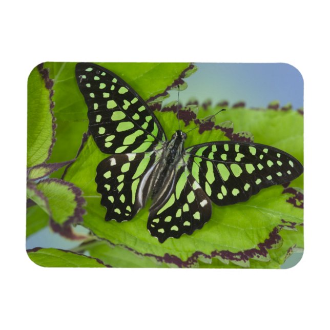 Ímã Borboleta no Verde (Horizontal)