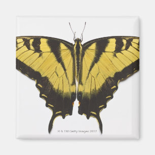 Imã Borboleta ocidental de Swallowtail do tigre