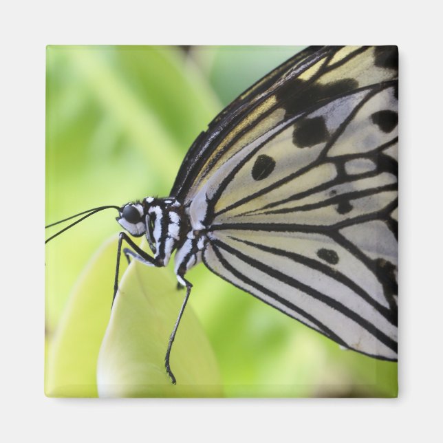 Imã Borboleta Paperkite (Frente)