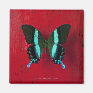 Imã Borboleta preta & azul