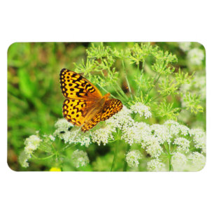 Ímã Borboleta preta e alaranjada nas flores brancas