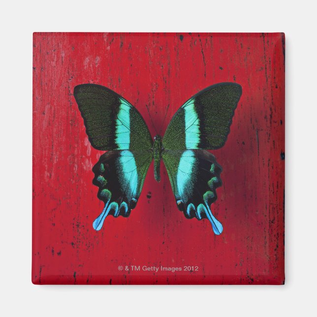 Imã Borboleta Preta e Azul (Frente)