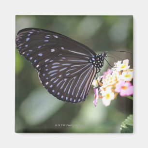 Imã Borboleta preta e azul na flor