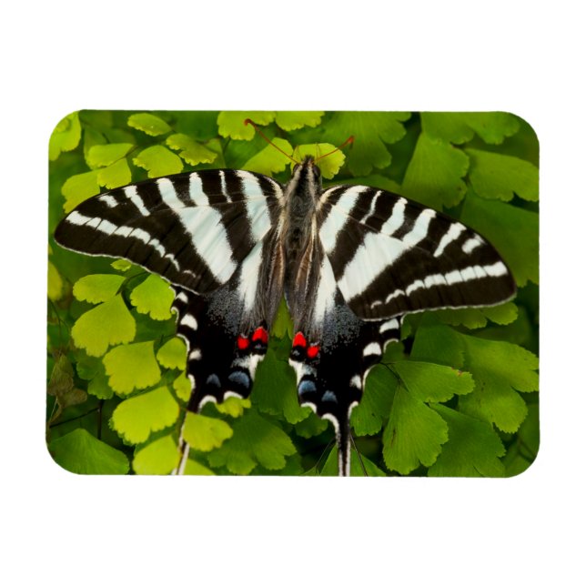 Ímã Borboleta Rabo de Andorinha Americana (Horizontal)