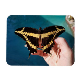Ímã Borboleta Rabo-de-Andorinha-Gigante