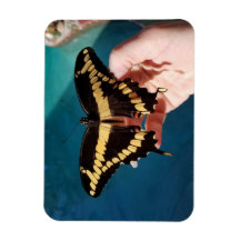 Borboleta Rabo-de-Andorinha-Gigante