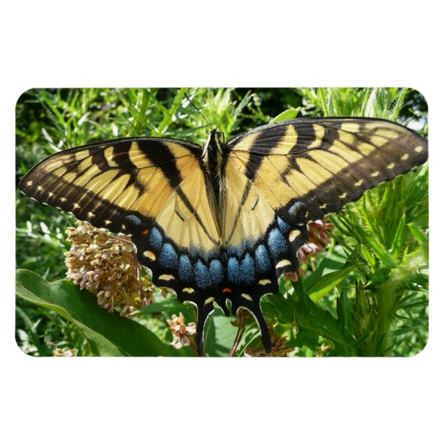 Ímã Borboleta Rabo de Andorinha II em Shenandoah (Horizontal)