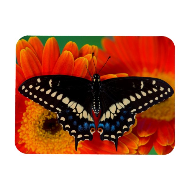 Ímã Borboleta Rabo-de-Andorinha-preta em Gerbera (Horizontal)