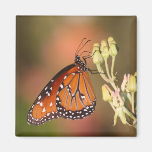 Imã Borboleta rainha num galho