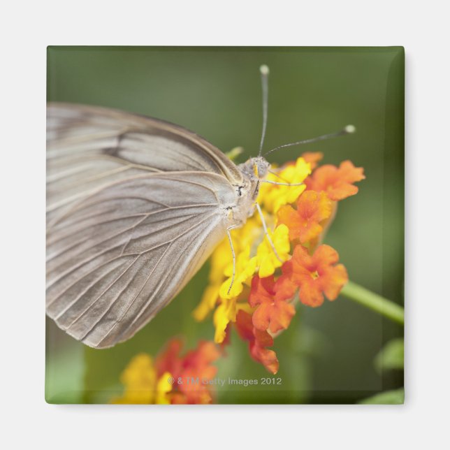 Imã Borboleta simples em flores amarelas e vermelhas (Frente)