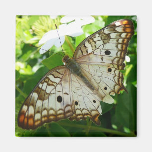 Imã Borboleta sobre Fotografia da Natureza Tropical de