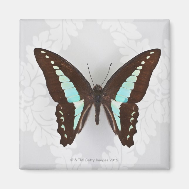 Imã Borboleta sobre fundo de papel de parede (Frente)