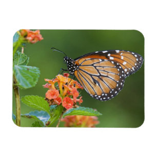 Ímã Borboleta Soldier (Danaus eresimus) se alimentando