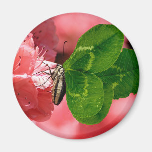 Imã Borboleta Sortuda