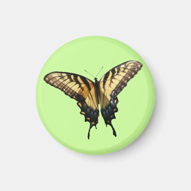 Imã Borboleta Swallowtail III Linda Foto Colorida (Frente)