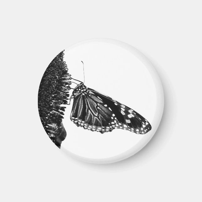 Imã borboleta tímida preta (Frente)