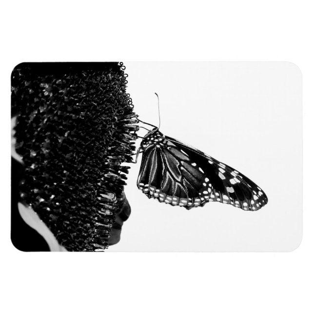 Ímã borboleta tímida preta (Horizontal)