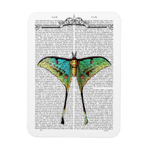 Ímã Borboleta vibrante