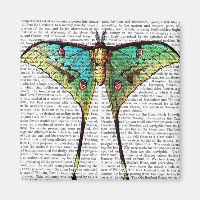 Imã Borboleta vibrante (Frente)