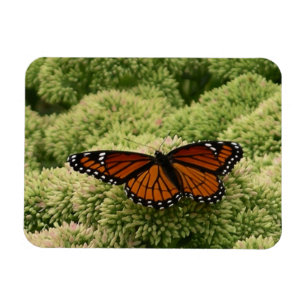 Ímã Borboleta Viceroy Belo Caráter Fotografia