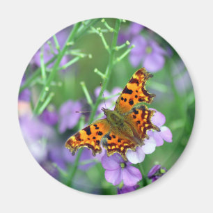 Imã Borboleta vírgula