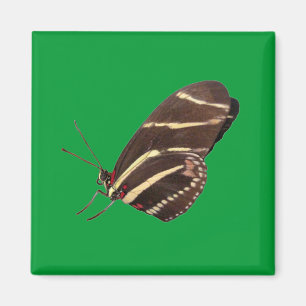 Imã Borboleta Zebra