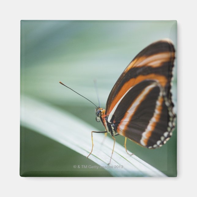 Imã Borboleta Zebra Long Wing (Frente)