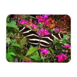 Ímã Borboleta Zebra Longwing