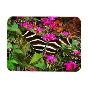 Ímã Borboleta Zebra Longwing