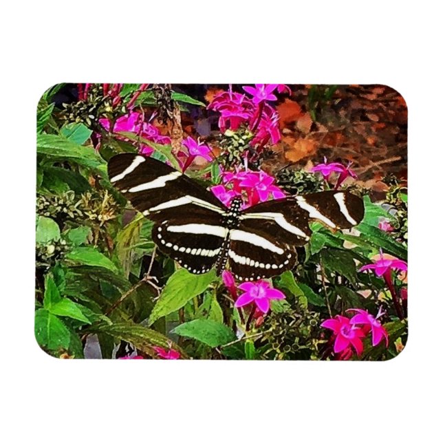 Ímã Borboleta Zebra Longwing (Horizontal)