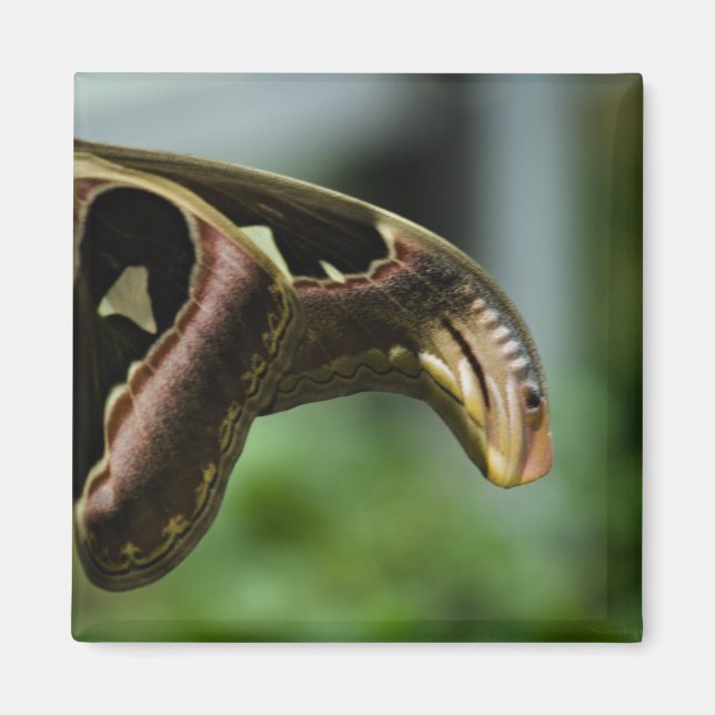 Imã borboletaP6335 (Frente)