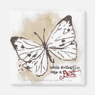 Imã Borboletas brancas são uma presa