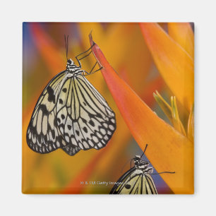 Imã Borboletas de papel do papagaio (leuconoe da