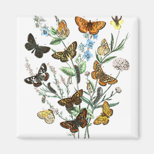 Imã Borboletas na ilustração da colheita das Flores