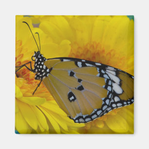 Imã Borboletas tropicais